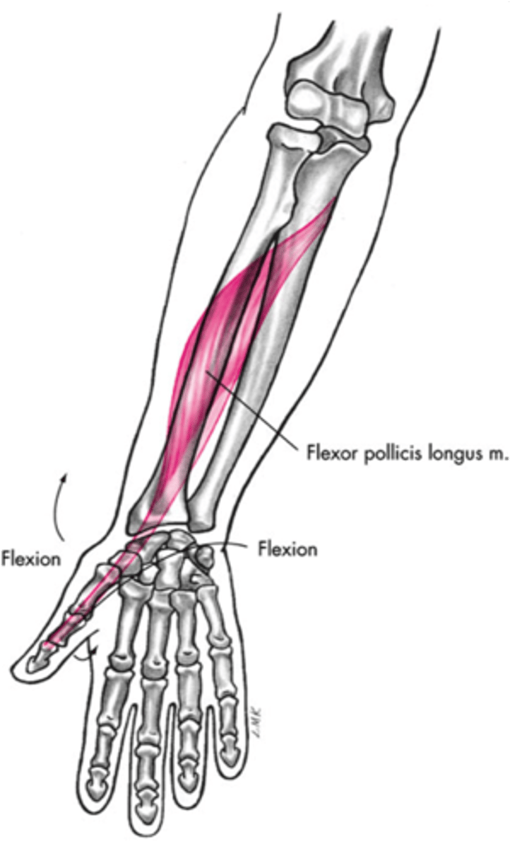 <p>-Flexes phalanges of 1st digit (thumb)</p><p>-Median n. (C5 - T1)</p><p>-Deep to FDS and in contact with the radius</p>