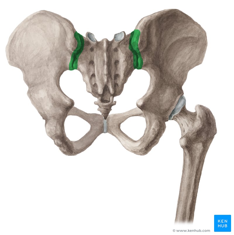 <p>The auricular surface of the sacrum </p><p>The auricular surface of the ilium  </p>
