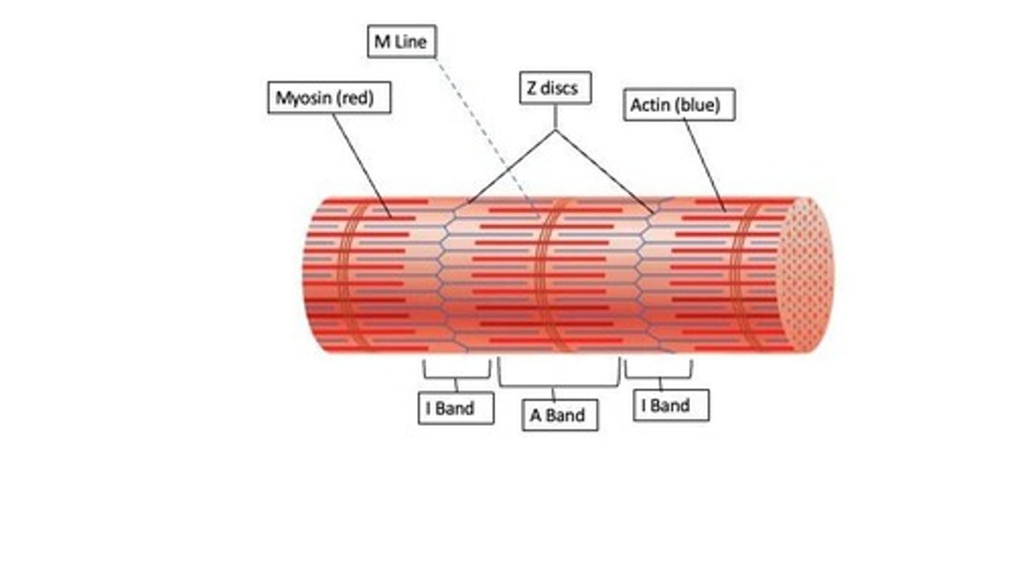 <p>Sarcomere</p>