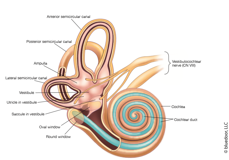<p>Labyrinth within temporal bone containing mechanoreceptors triggering hearing and equilibrium; bony labyrinth</p>