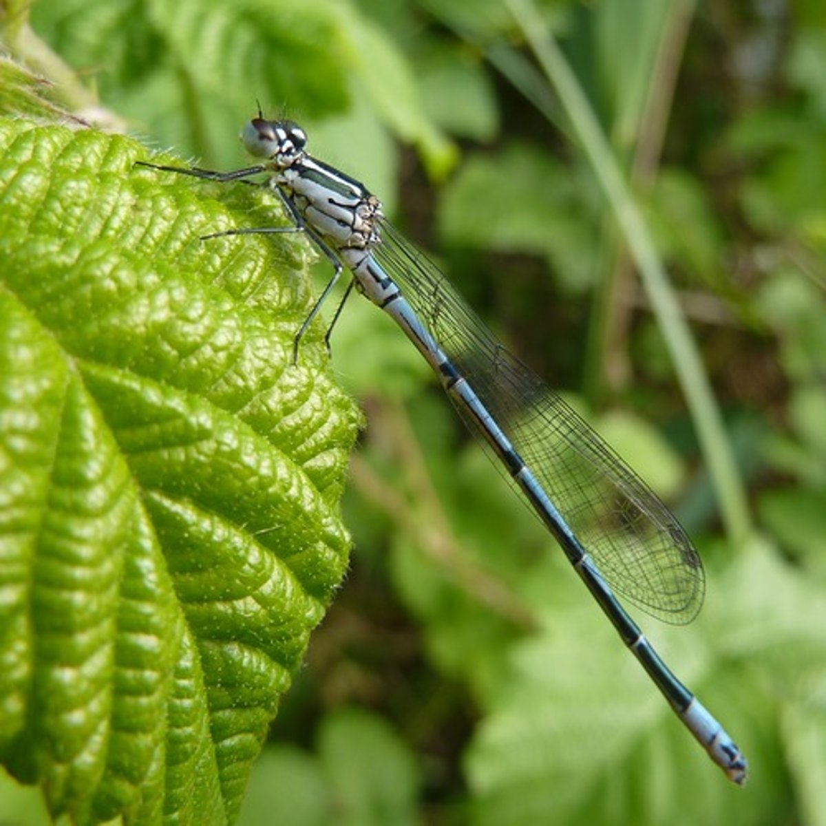 knowt flashcard image