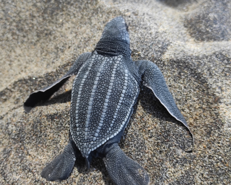 <p>Carapace of soft cartilage, bones in a thin rim around plastron edge, thick blubber overlaying ribs, bones etc. This allows them to dive deeper.</p><p></p>