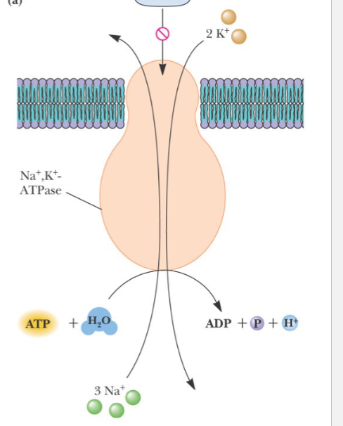 <p>This process is </p>