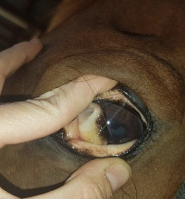 <p>-quiet to dull</p><p>-anorexia</p><p>-low grade fever</p><p><strong>-icteric</strong></p><p><strong>-peripheral edema</strong></p><p><strong>-intravascular hemolysis (hemoglobinemia/-uria)</strong></p><p>-peracute, acute, subacute, and chronic syndromes</p><p>-<strong>asymptomatic carrier states are common</strong></p>