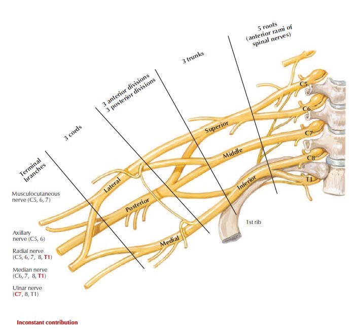 <p>Brachial plexus</p>
