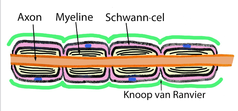 <ul><li><p>1 axon met grote diameter → centrum van een vezel</p><ul><li><p>errond: myelineschede &amp; perifeer het Schwann-celcytoplasma dat celkern bevat</p><ul><li><p>perifeer rond Schwann-celcytoplasma: continue basale membraan</p></li></ul></li></ul></li><li><p>bij in lengte gesneden vezels:</p><ul><li><p>Schwann-cellen zijn langs axon geschikt volgens lengteas</p></li></ul></li><li><p>Schwann-cellen: veel korter dan axonen</p><ul><li><p>DUS: myelineschede rond axon is niet continu, maar op regelmatige afstanden onderbroken</p></li><li><p>basale membraan rond Schwann-cellen: wel continu</p></li><li><p>inkepingen die gevormd worden = knopen van Ranvier</p></li></ul></li></ul><p></p>