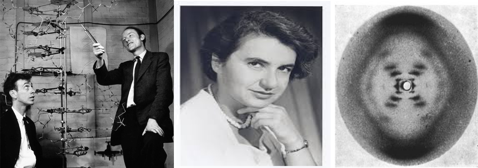<p>Watson and Crick, and Rosalind Franklin (photo 51)</p><ul><li><p>Identified the double helix structure of DNA, which is essential for genetic information storage and replication.</p></li></ul><p></p>