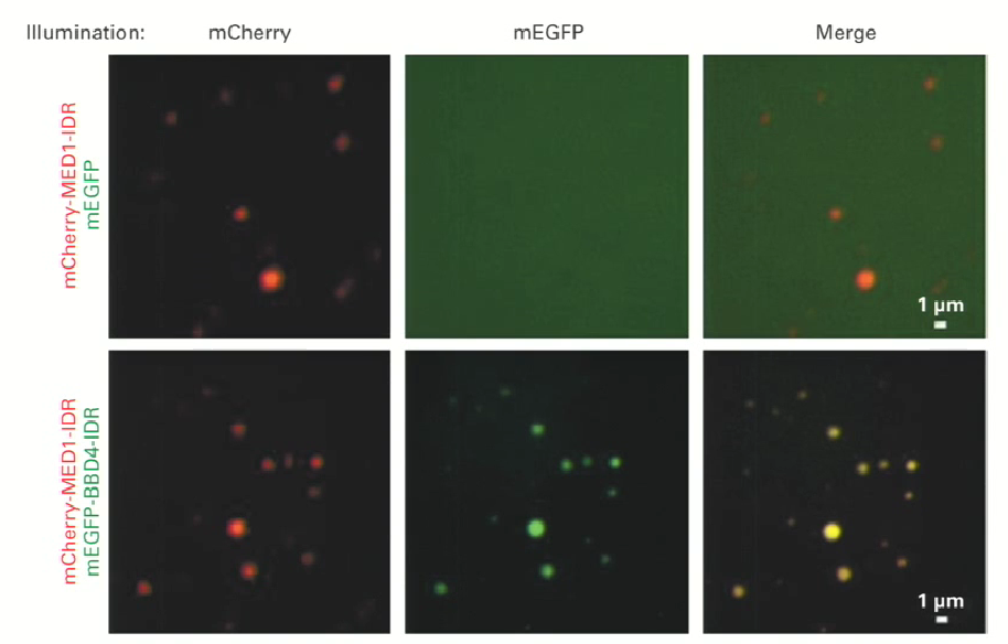 <ul><li><p>Formation of liquid-liquid condensates is linked to the burst-like nature of transcription</p></li><li><p>If a GFP tag subunit of the mediator is made and it is mixed with some GFP in a given mixture, it can be seen that this does not mix very well.<strong> This means that if you drive expression of a mediator subunit that has an intrinsically disordered region on it, it will not do much.</strong></p></li><li><p>HOWEVER if it is mixed with another subunit that also has an intrinsically disordered region, they come together and form these&nbsp;“oil droplets”</p></li><li><p><strong>Intrinsically disordered domains can mediate liquid liquid phase separation. These regions tend to be associated with many proteins that are associated with the formation of these liquid-liquid condensates</strong></p></li></ul><p></p>
