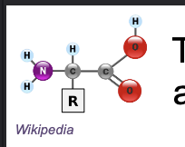 <p>Amino acids contain an AMINO and CARBOXYL group bounded to a central CARBON with a HYDROGEN and a R-GROUP&nbsp;</p>