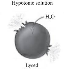 <p>Solute Concentration is greater inside cell</p><p>Water move into the cell</p>