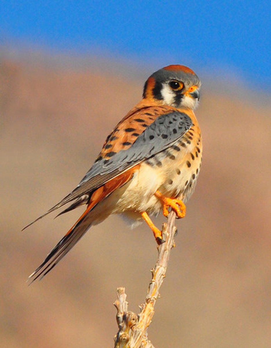 <p>American Kestrel</p>
