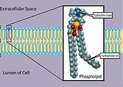 <p>Type of lipid with a hydrophilic head and two hydrophobic tails</p>