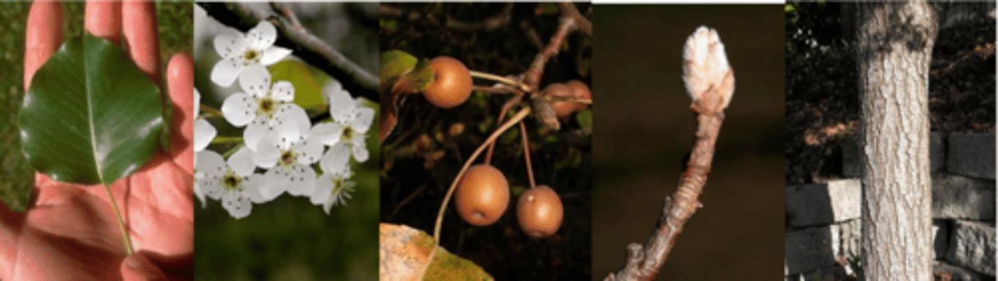 <p>Leaves: narrow-oval, 1½ - 3” long (smol), glossy dark green above, repand (wavy) margins; on long petioles that make them flash their slightly paler undersides in a breeze; reddish-purple to bronze-red fall color. </p><p>Twigs: glossy brown to reddish brown, medium in texture, spur shoots present; large (1/4 – 1/2” long) terminal buds, ovate, and covered in light brown wooly hairs. </p><p>Flowers: white, five-petaled, ¾ - 1” in diameter; produced abundantly in early spring, before the leaves expand fully. Smell putrid like dead fish.</p><p>Fruit: small (1/2” diameter), round, brown pome, very bitter small, almost woody, until softened by frost, after which they are readily taken by birds, which disperse the seeds in their droppings. </p><p>Form/Silvics: 16 – 26’ tall, often with a conical to rounded crown.</p>