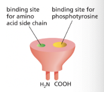 <p>protein motif that has a binding site for phosphotyrosine next to a binding site for a specific amino acid, allowing them to bind specific phosphotyrosines</p><ul><li><p>it’s a “plug-in” module→ can be inserted in disordered regions of a protein without disturbing the protein’s folding/function</p></li><li><p>different SH2 domains recognize phosphotyrosine in the context of different flanking amino acid sequences</p></li></ul><p>**phosphorylated tyrosines on RTKs serve as docking sites for intracellular signaling proteins</p><p></p>