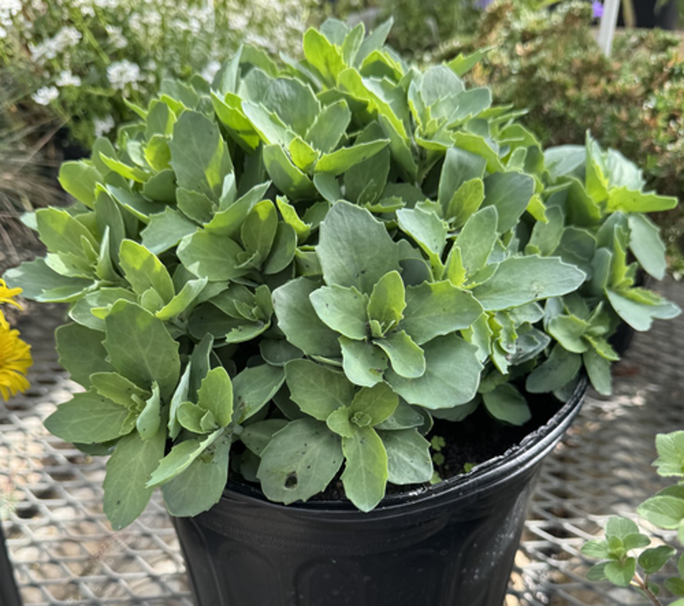 <p>What is the Latin name for this plant?</p>