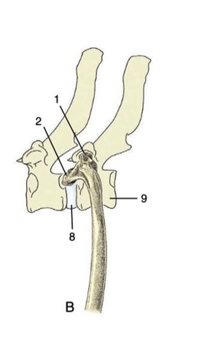 <p>Joint between ribs and vertebrae.</p>