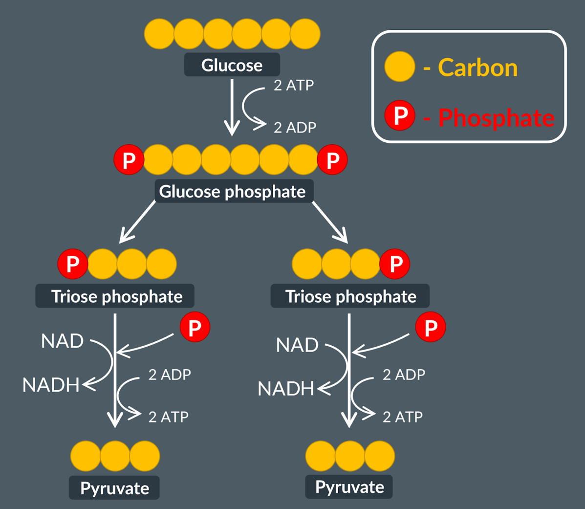 <p>Glycolysis Recap</p>