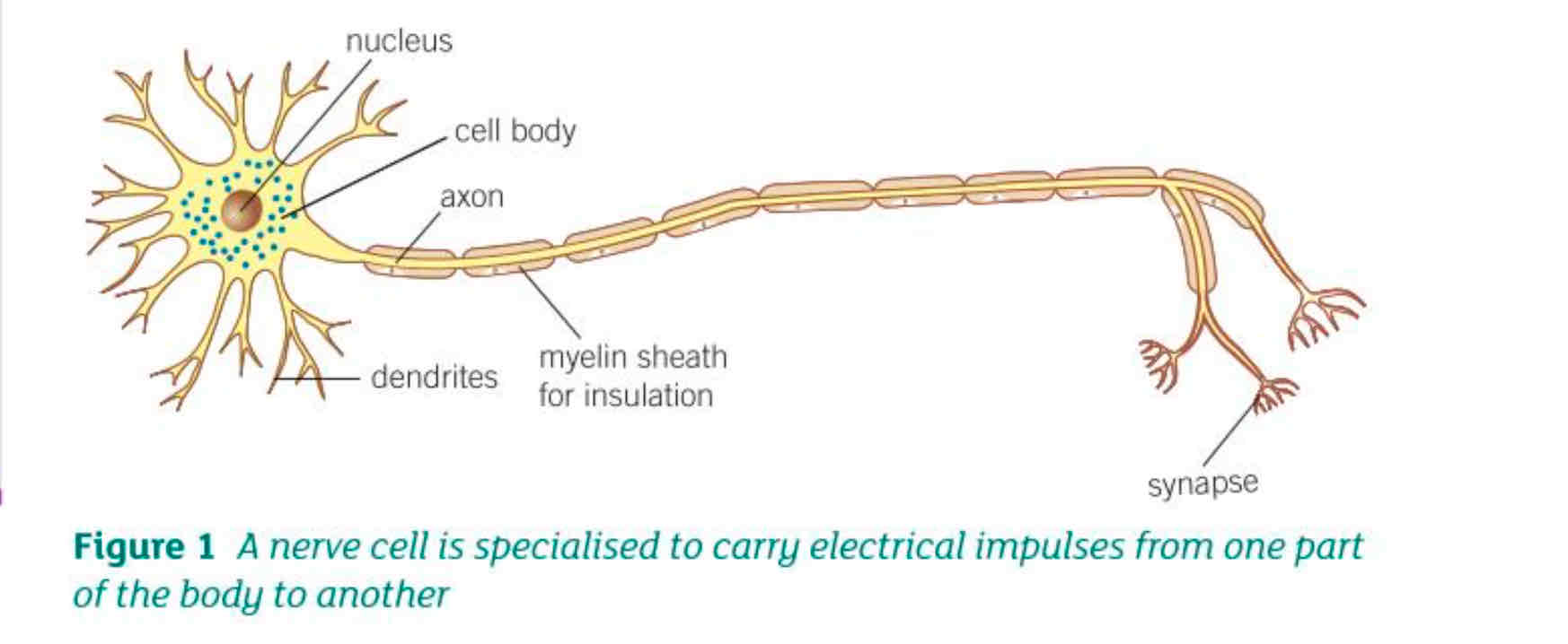 <ul><li><p>Nerve endings (synapses) pass impulses</p></li><li><p>Contains lots of mitochondria to make transmitter chemicals</p></li><li><p>Long axon carries nerve impulses</p></li><li><p>Dendrites make connections to other nerve cells</p></li></ul>