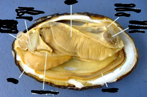 <p>Domain?</p><p>Phylum?<br>Class?</p><p>Genus?</p><p>Parts: gills, anterior foot retractor muscle, mantle, posterior foot retractor muscle, anterior adductor muscle, posterior adductor muscle, labial palps, foot</p>