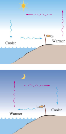 <ul><li><p><strong>Daytime</strong>:</p><ul><li><p>Land heats up <strong>faster</strong> than water</p></li><li><p>Warm air over land <strong>rises</strong>, cool air from over water <strong>moves in</strong> → <strong>Sea breeze</strong></p></li></ul></li><li><p><strong>Nighttime</strong>:</p><ul><li><p>Water <strong>retains heat</strong> longer than land</p></li><li><p>Warm air over water <strong>rises</strong>, cool air from land <strong>moves in</strong> → <strong>Land breeze</strong></p></li></ul></li></ul><p></p>