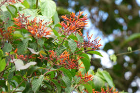 <p>Firebush</p>