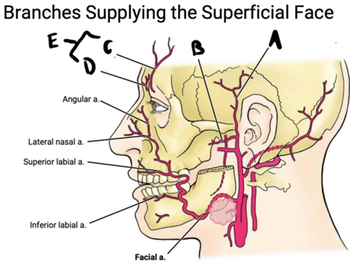 knowt flashcard image