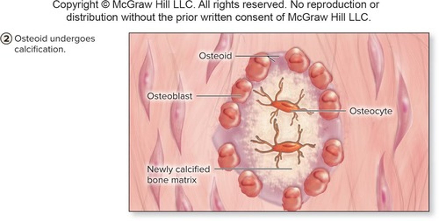 <p>During the second step, osteoid undergoes calcification.</p>