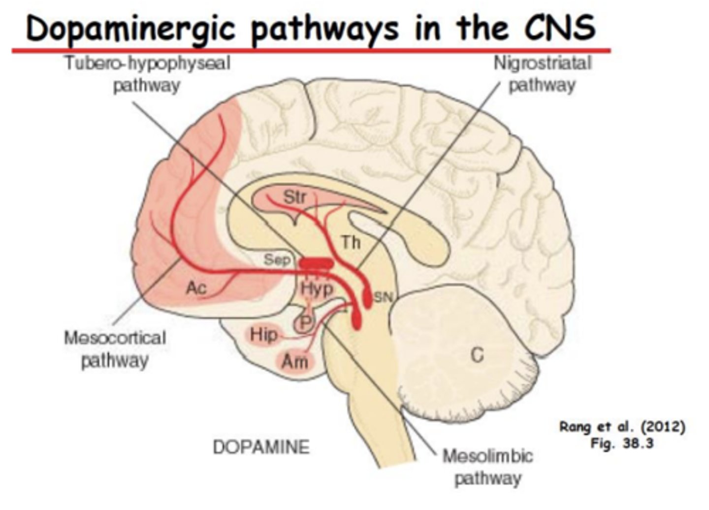 <p>- Activation of NMDA receptors controls mesolimbic and mesocortical pathways</p>