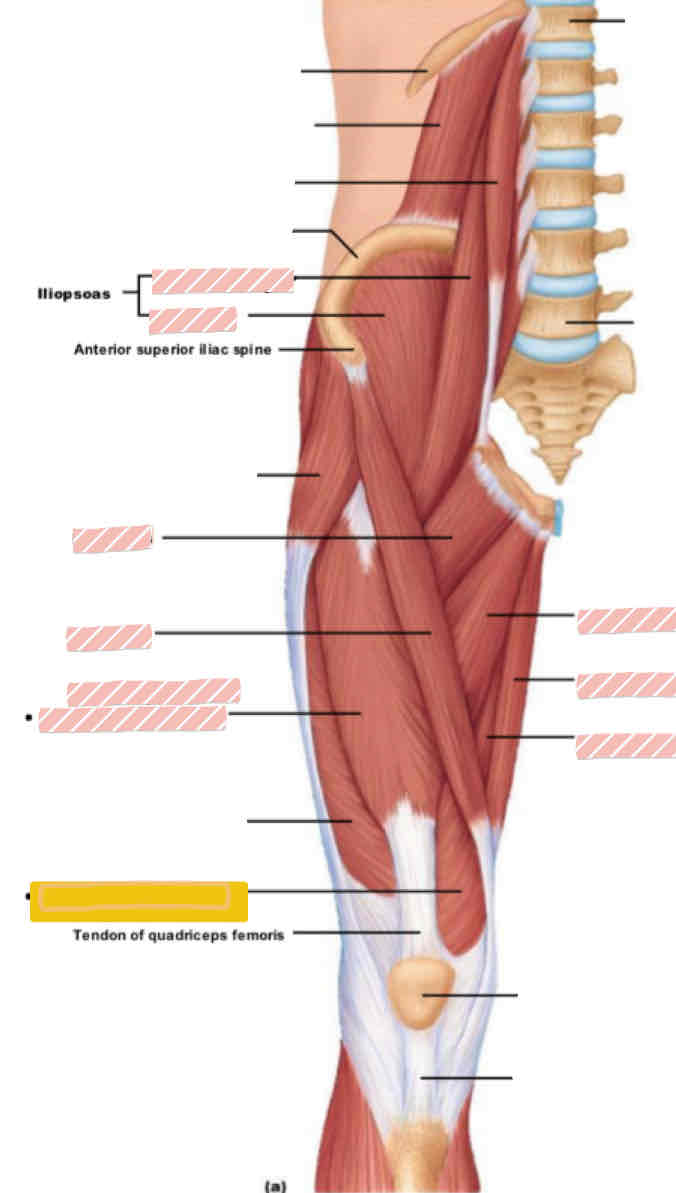<p><span>Anterior leg (above knee)</span></p>