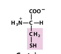 <p>Which amino acid is this (from slides)?</p>