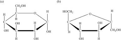 <ul><li><p>A <u>single</u> carbohydrate molecule</p></li></ul><p></p><ul><li><p><u>Two major uses of monosaccharides:</u></p></li></ul><ol><li><p>Making ATP via cellular respiration</p></li><li><p>Building larger polysaccharides</p></li></ol><p></p>