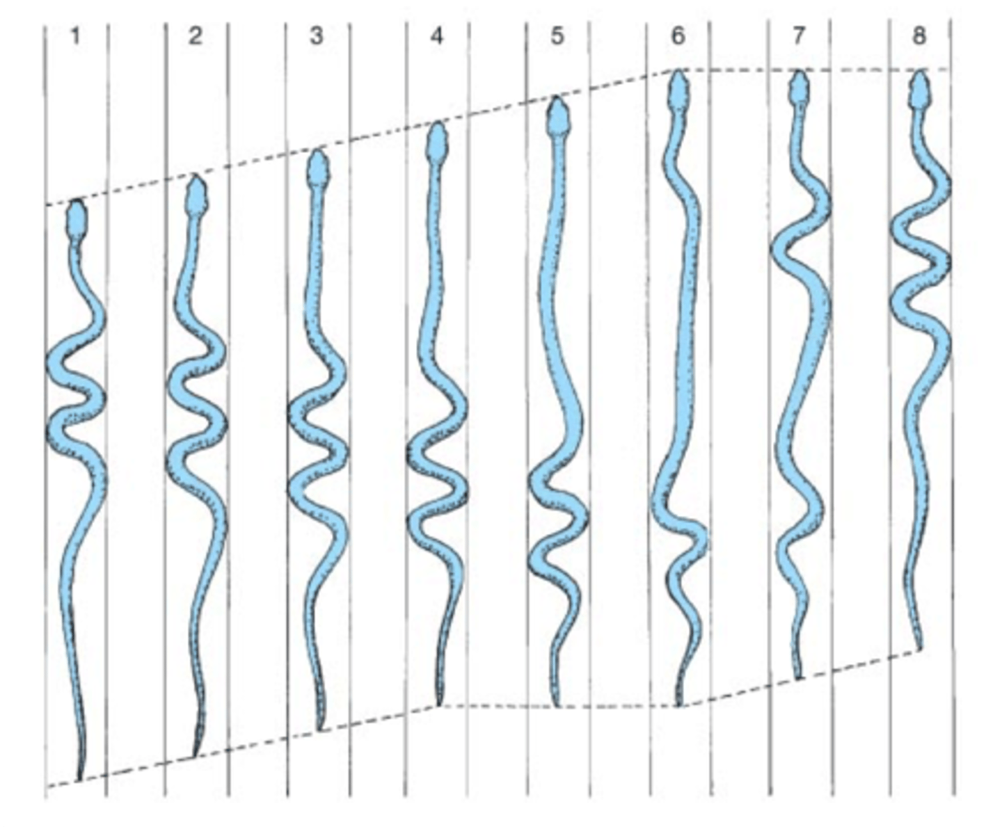 <p>Type of movement for snakes when on low friction surfaces, a slinky/accordion movement. In and out.</p><p>-best for narrow pathways</p>