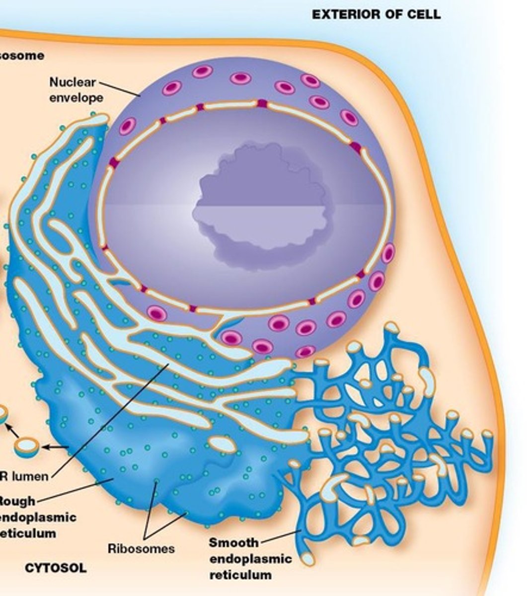 <p>50-90% of cell membrane; includes rough and smooth ER.</p>