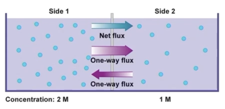 <ul><li><p><mark data-color="yellow" style="background-color: yellow; color: inherit;">Flux</mark> - measure of diffusion rate</p></li><li><p><mark data-color="yellow" style="background-color: yellow; color: inherit;">Net Flux</mark> - difference between the 2 one-way fluxes</p><ul><li><p>Measure of net gain of molecules by one side and net loss form the other side</p></li><li><p>Diffusion still occurs while net flux = 0 ; equal movement in and out</p></li></ul></li></ul><p></p>