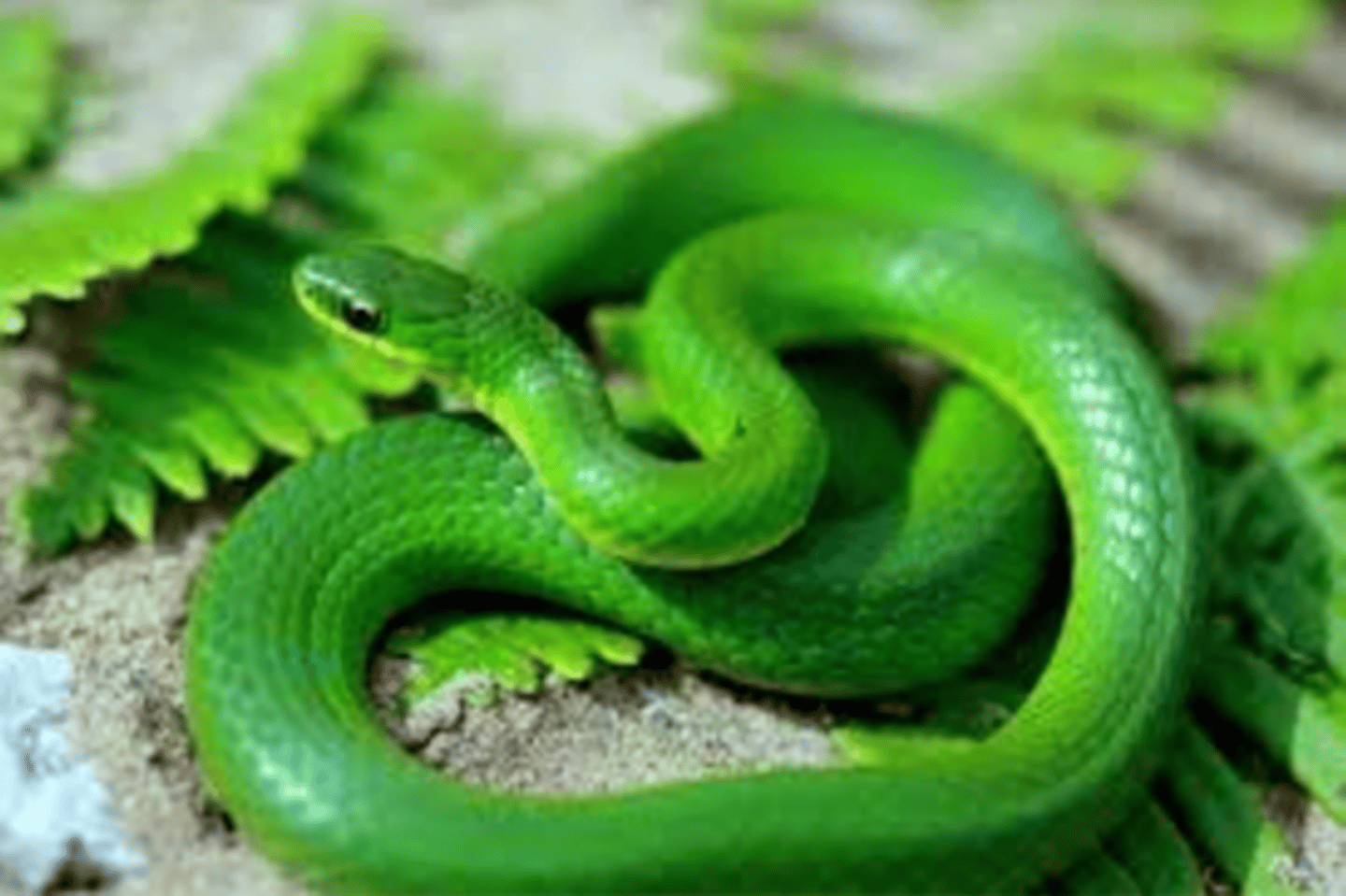 <p>I can be found in many different habitats, including marshes, meadows, the edges of streams, and open woods. I prefer to be on the ground, in open areas without a lot of shrubs. During hibernation, I look for burrows, ant hills, and other dug-out underground areas. I am cold-blooded and like to find sunny rock to warm up.</p>
