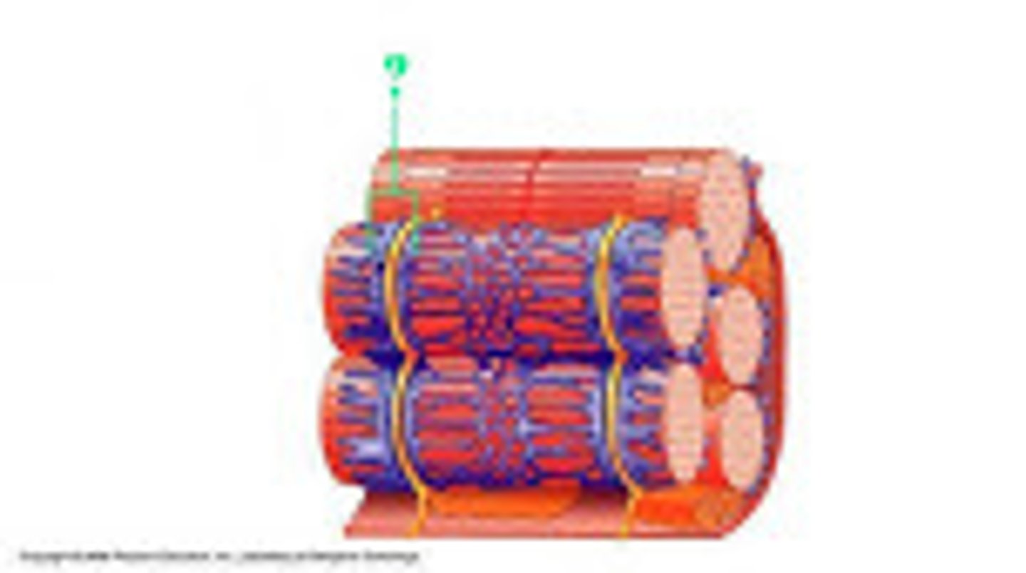 <p>Identify the indicated structure.</p>