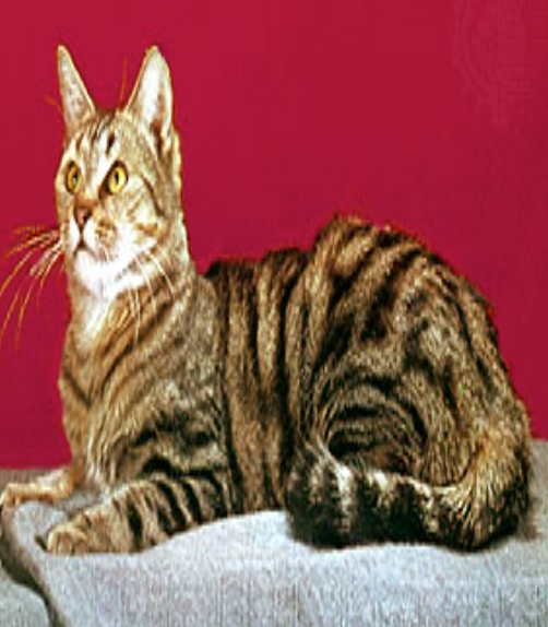 term image