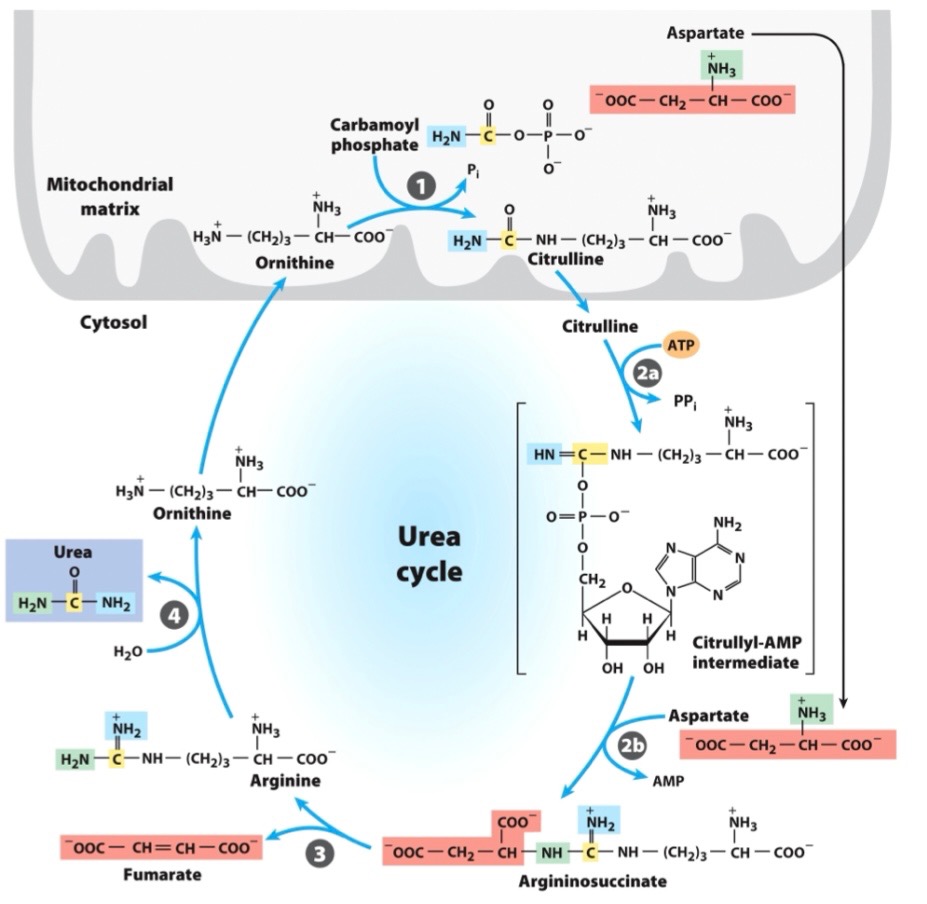 <p>Urea Cycle 4 Enzymes:</p><ol><li><p></p></li><li><p></p></li><li><p></p></li><li><p></p></li></ol><p>Don’t draw any reactions, but recognize/be able to put in order</p>