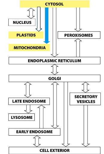 <ul><li><p>Synthesized in the cytosol as <strong>precursor proteins</strong></p></li><li><p><strong>Post-translationally</strong> translocated into mitochondria</p></li><li><p>This is the <strong>main pathway</strong> for most mitochondrial proteins</p></li></ul><p></p>
