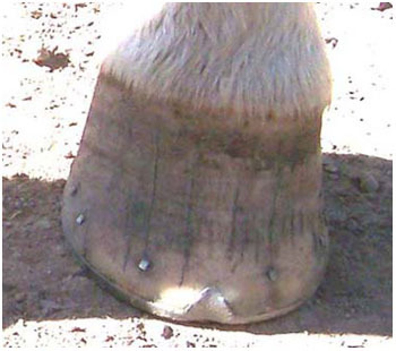 <p>Toe cracks/quarter cracks/heel cracks</p><p>Vertical cracks in the hoof wall</p><p>Causes: Dryness/brittleness of the hoof, injury to coronet, long hoof walls</p><p>TX: Burning crescent at tip of crack, filing groove across the tip, corrective shoeing, commercial sealants</p><p>Prevention: Keep hooves moist with hoof dressing and regular trimming</p>
