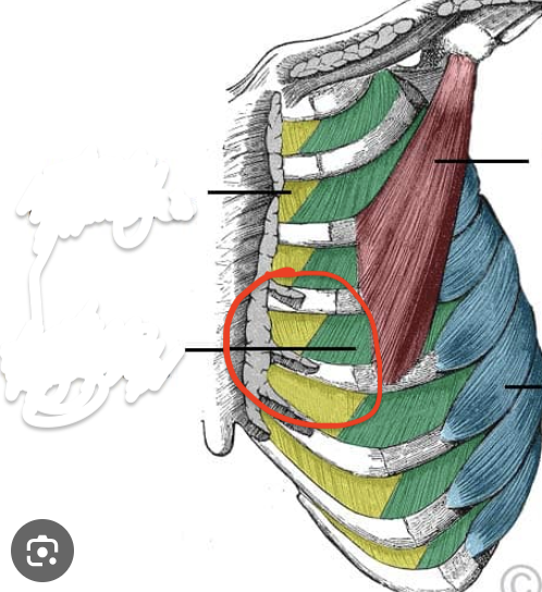 <p>Vertebral Muscle Location:</p>