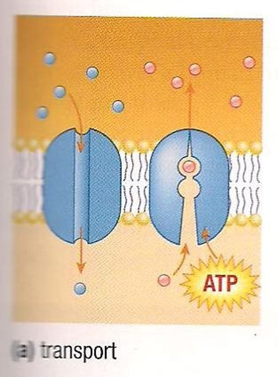 <p>The function of membrane proteins that transport substances across the membrane that cannot simply diffuse.</p>
