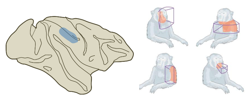 <p>Many neurons in the parietal lobe respond to both tactile (physical) and visual stimuli with receptive fields that are spatially in register. These neurons are thought to be involved construction of a peripersonal spatial map used to guide goal- directed movements</p><ul><li><p>Neurons that fire if there’s a visual or physical stimulus near a region of the face </p></li></ul><p></p>