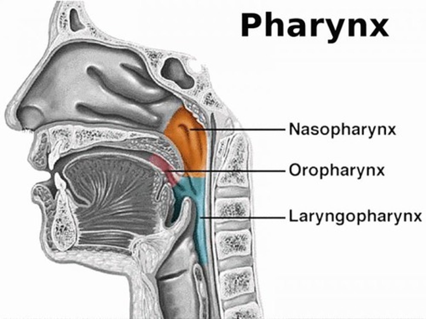 <p>Nasopharynx, Oropharynx, Laryngopharynx</p>