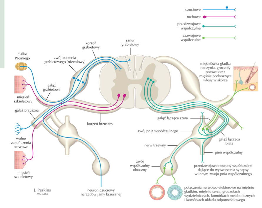 <ul><li><p>włókna międzyzwojowe (interganglionic fibers) do następnego zwoju przykręgowego » dostarczyć włókna współczulne przedzwojowe do tych zwojów przykręgowych, na poziomie których leży jądro pośrednio-boczne</p></li><li><p>nerw trzewny (splanchnic nerve) » do zwoju przedkręgowego</p></li></ul>