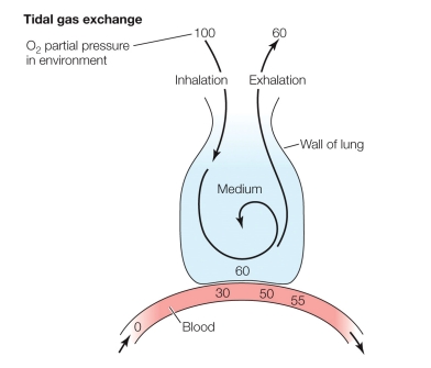 <ul><li><p>a type of respiration where the respiratory medium (air) moves in and out of the lungs along the same pathway, meaning fresh air and spent (used) air mix within the respiratory tract.</p></li></ul><p></p>