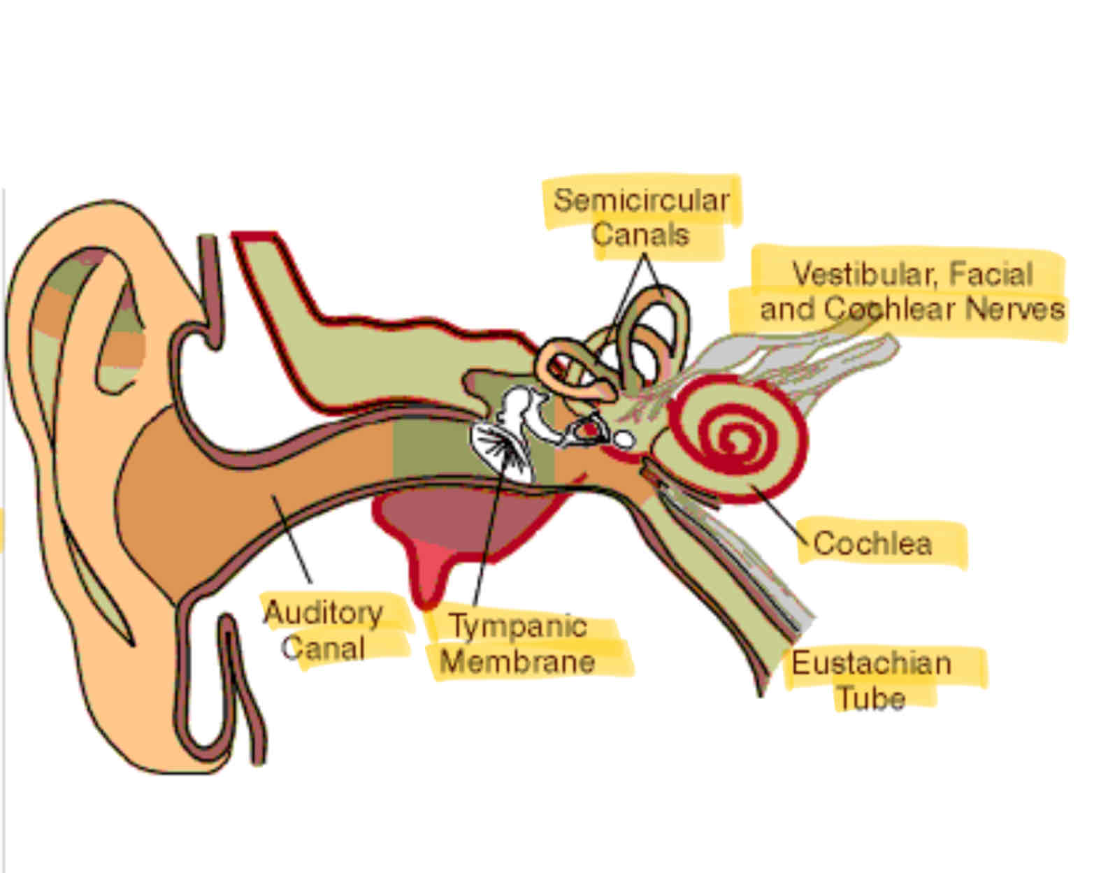 <p>The ear</p>