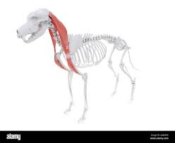 Which muscle is this