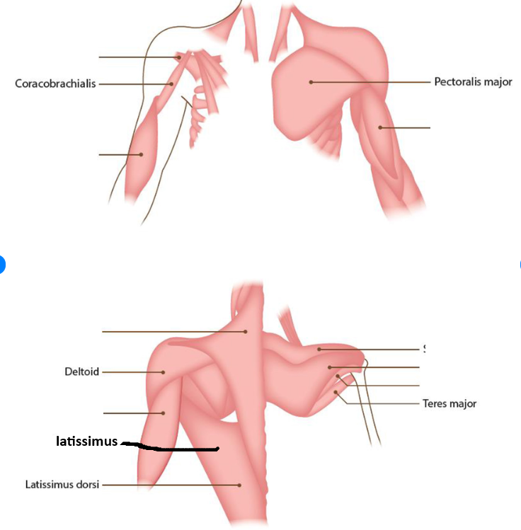 <p>coracobracialis. pectoralis major, teres major, latissimus dorsi, and deltoid</p>
