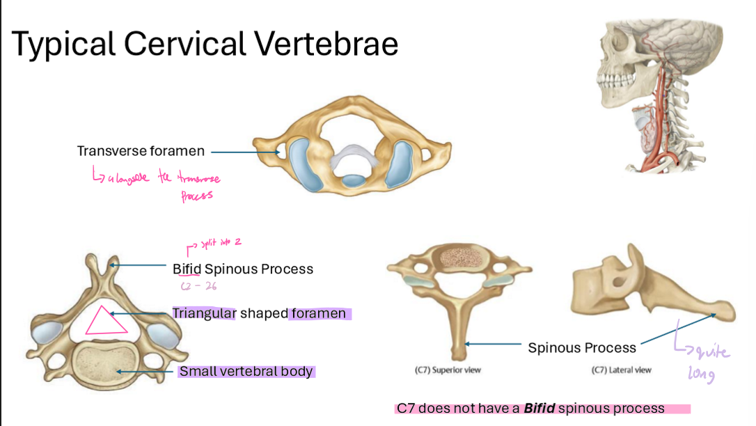 <ul><li><p>have a<strong> Transverse foramen</strong></p><ul><li><p>alongside the transverse process</p></li></ul></li><li><p>has a <strong>bifid spinous process</strong></p><ul><li><p>triangular-shaped foramen</p><ul><li><p><strong>small vertebral body</strong></p></li></ul></li></ul></li><li><p>C7’s spinous proceesses are quite long</p><ul><li><p><strong><em>C7 does not have a Bifid spinous process</em></strong></p></li></ul></li></ul><p></p>